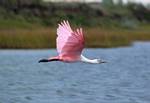 roseatte spoonbill-02.jpg    (986x680)    125 KB                              click to see enlarged picture